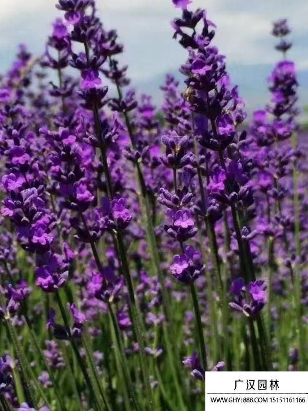 薰衣草 薰衣草