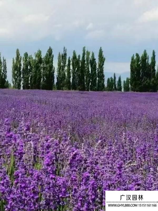 薰衣草 薰衣草