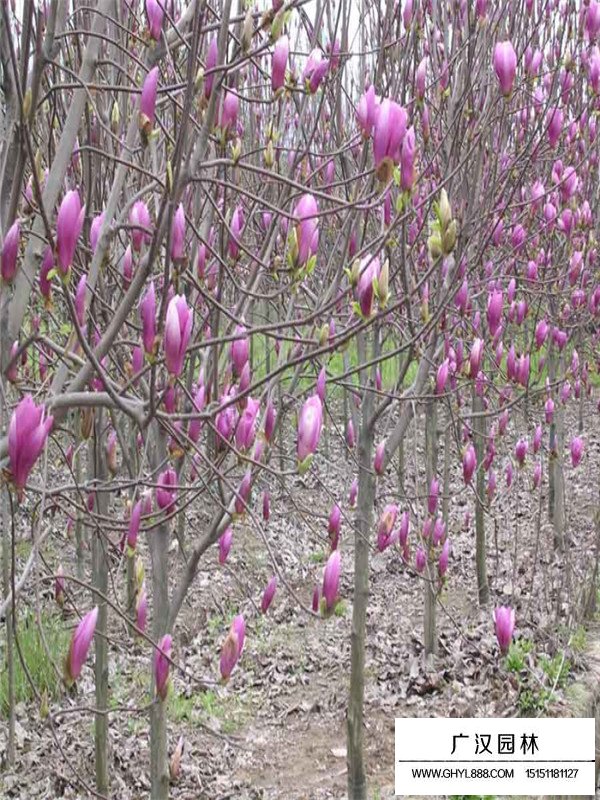 紅玉蘭苗的繁殖方法(圖2)