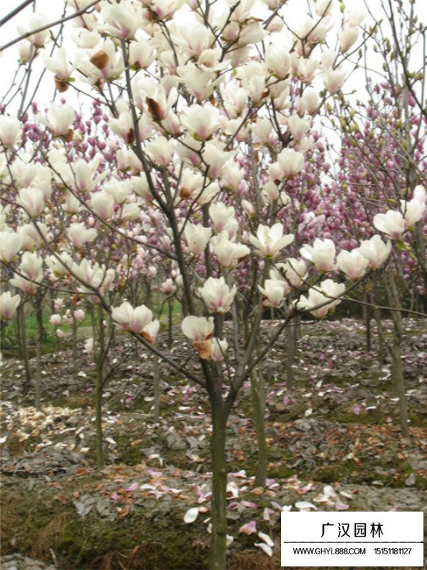 紅玉蘭苗的繁殖方法(圖3)