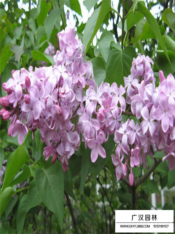 紫丁香的修剪技術(shù)(圖4)