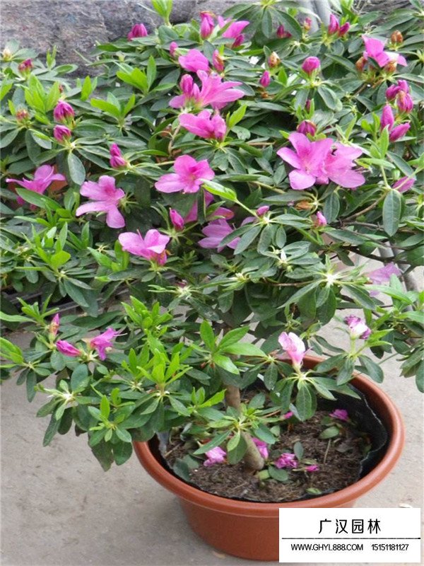 春鵑苗的種植環(huán)境(圖2)