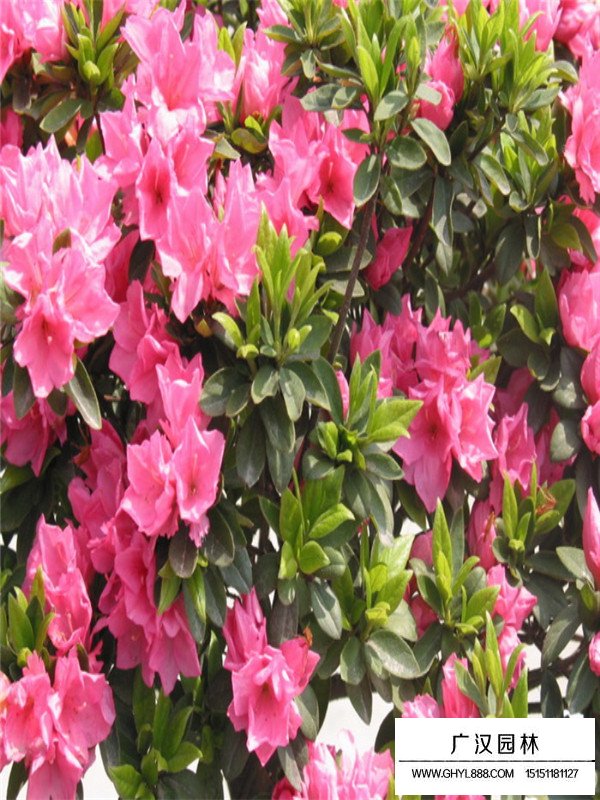 春鵑苗的種植環(huán)境(圖3)