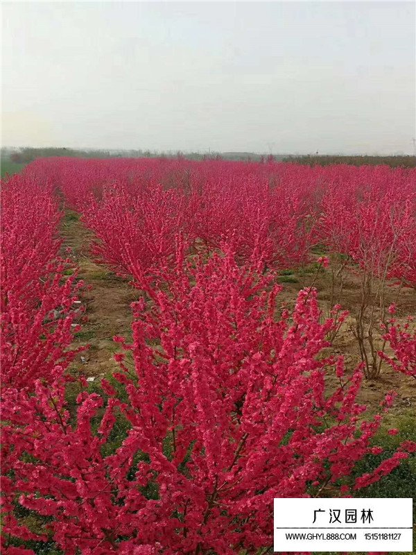 不同規(guī)格紅葉碧桃的價(jià)格(圖2)