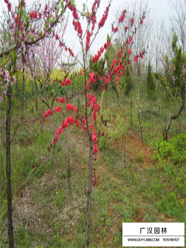 不同規(guī)格紅葉碧桃的價(jià)格(圖3)