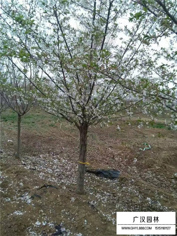 不同品種規(guī)格櫻花樹的價格(圖2)