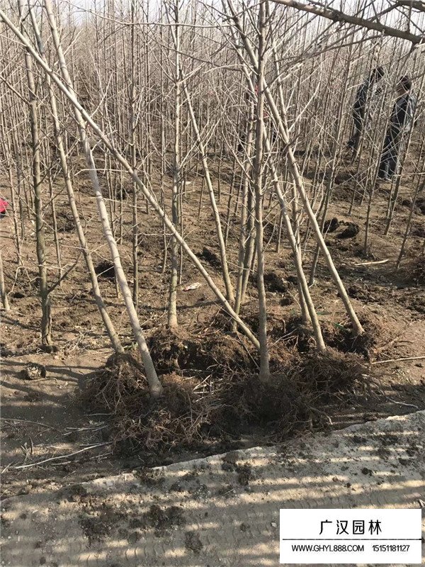 銀杏幼苗的栽種技術(shù)(圖3)