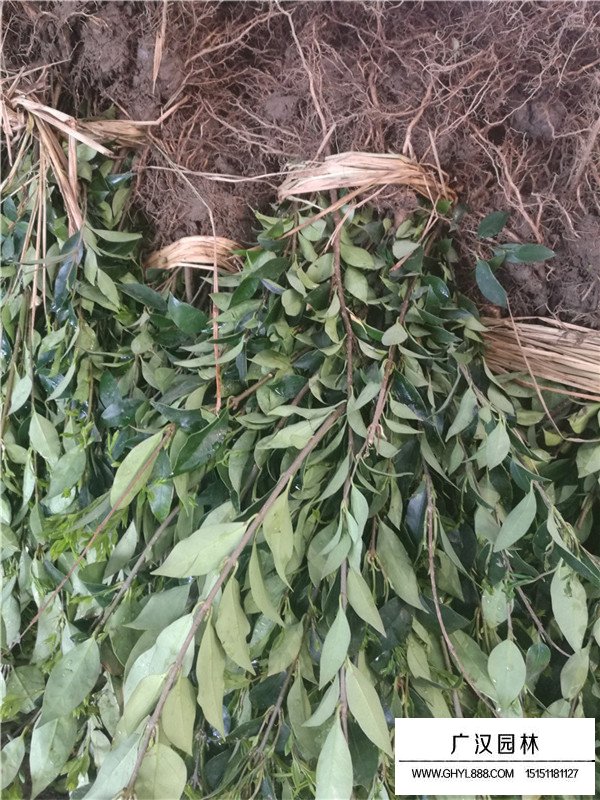 日本女貞工程苗的價(jià)格(圖1)