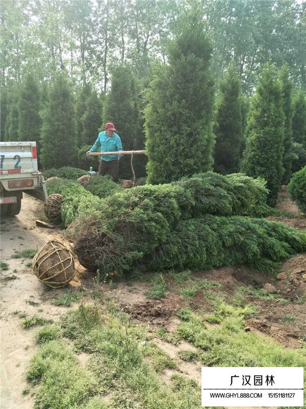 不同規(guī)格望都檜價(jià)格(圖3)