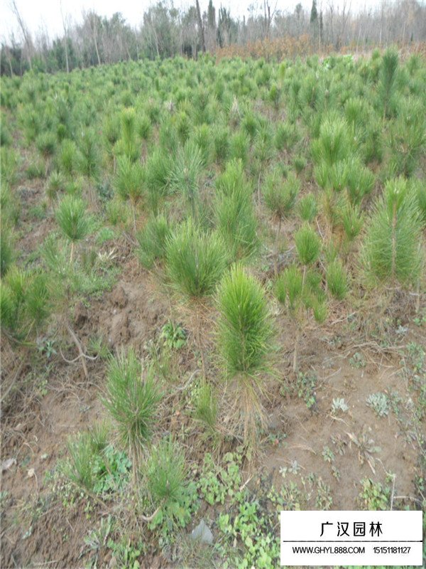 用馬尾松葉煮水喝的功效(圖1)