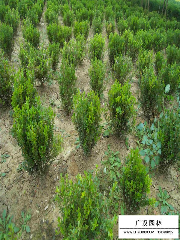 小葉黃楊木的苗期管理(圖1)