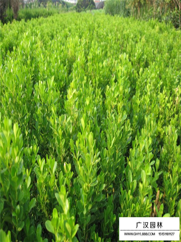 小葉黃楊木的苗期管理(圖3)