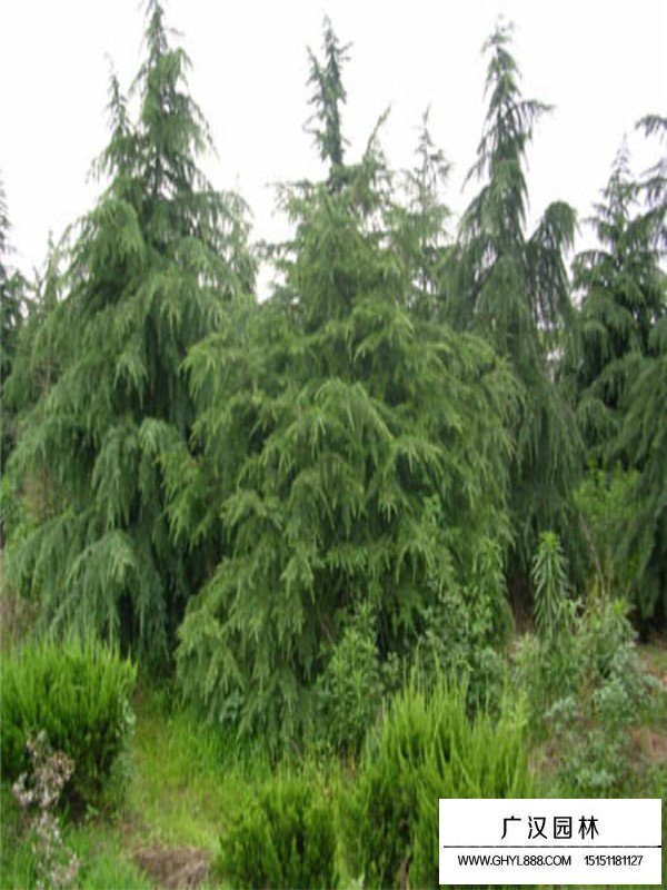 雪松的實用價值(圖1)