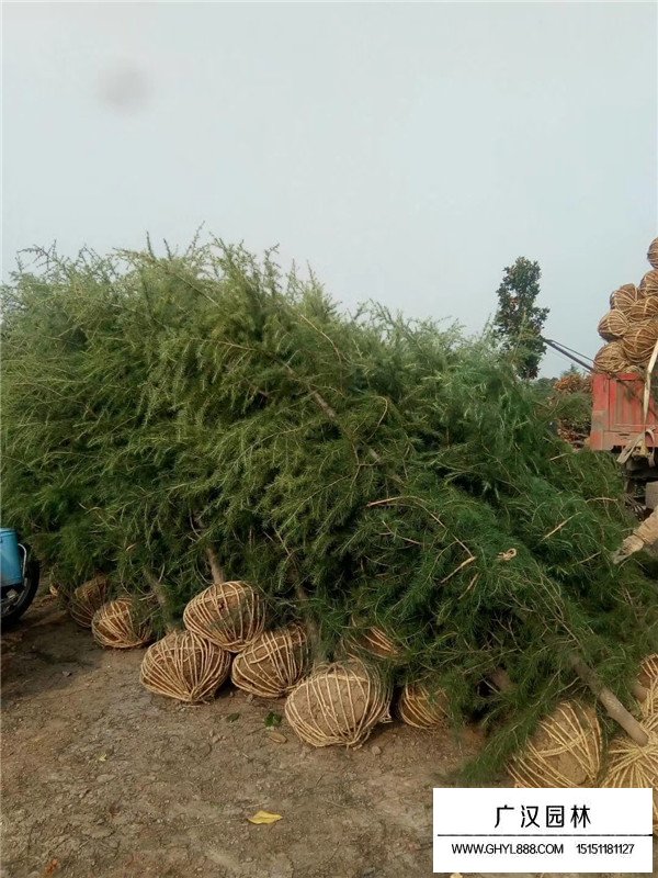 雪松的實用價值(圖4)