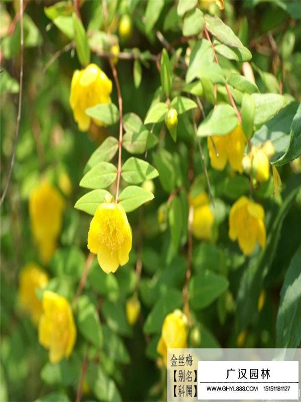 不同高度金絲梅價(jià)格(圖1)