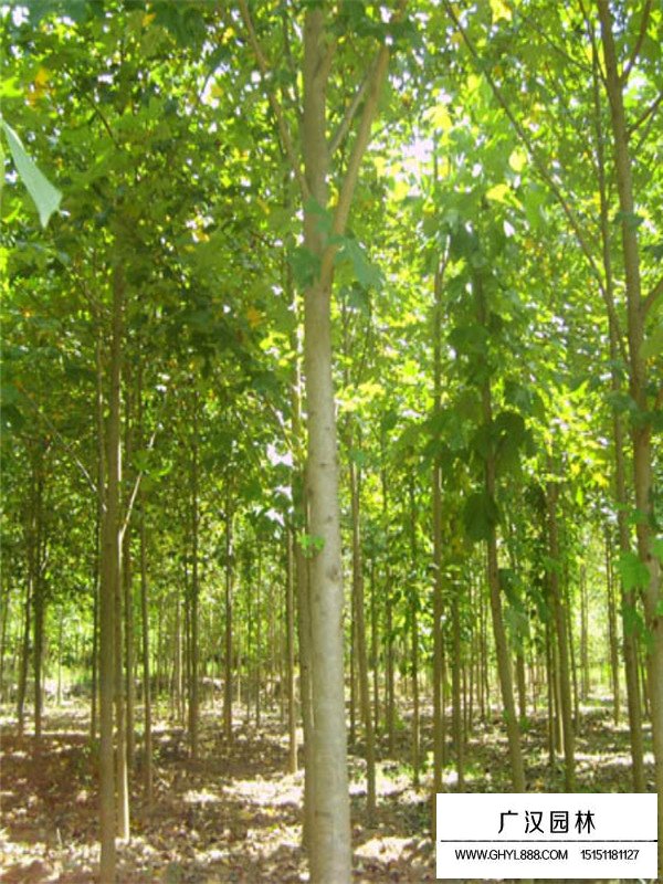 馬褂木的形態(tài)和作用(圖2)