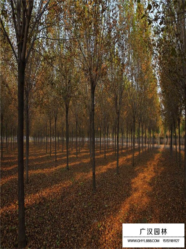 速生白蠟的扦插技術(shù)(圖2)