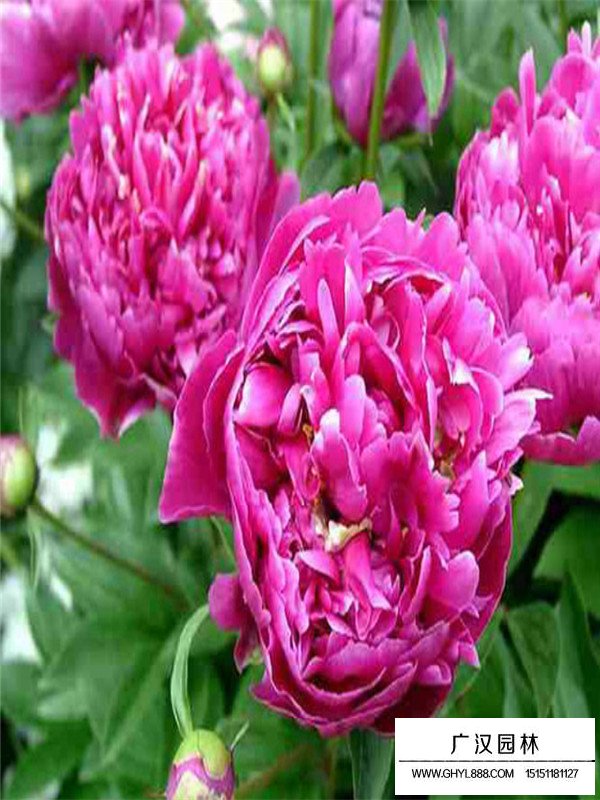 芍藥的形態(tài)(圖1)