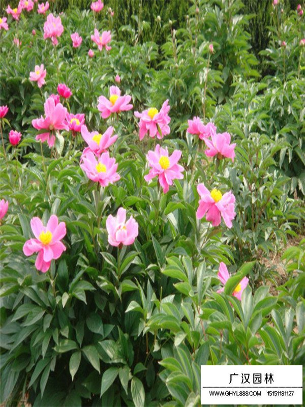 你知道芍藥花的花語嗎？(圖2)