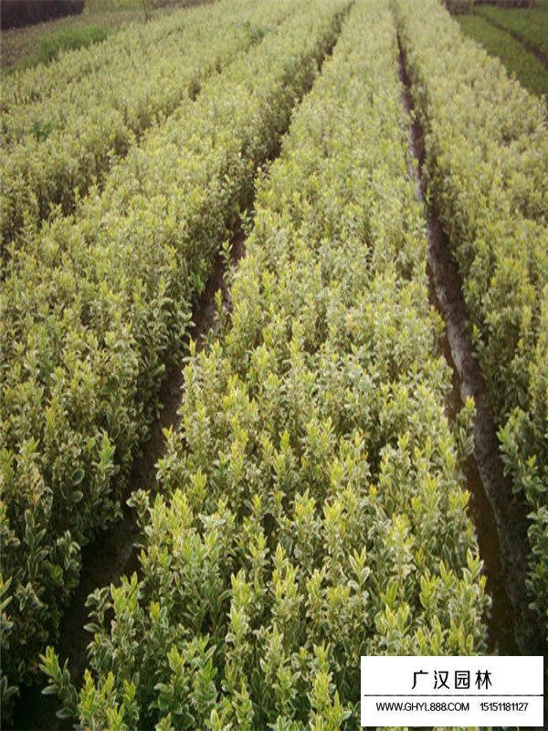 不同規(guī)格金邊黃楊木的價格(圖2)