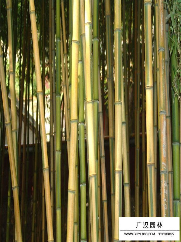 不同規(guī)格金鑲玉竹價(jià)格(圖2)