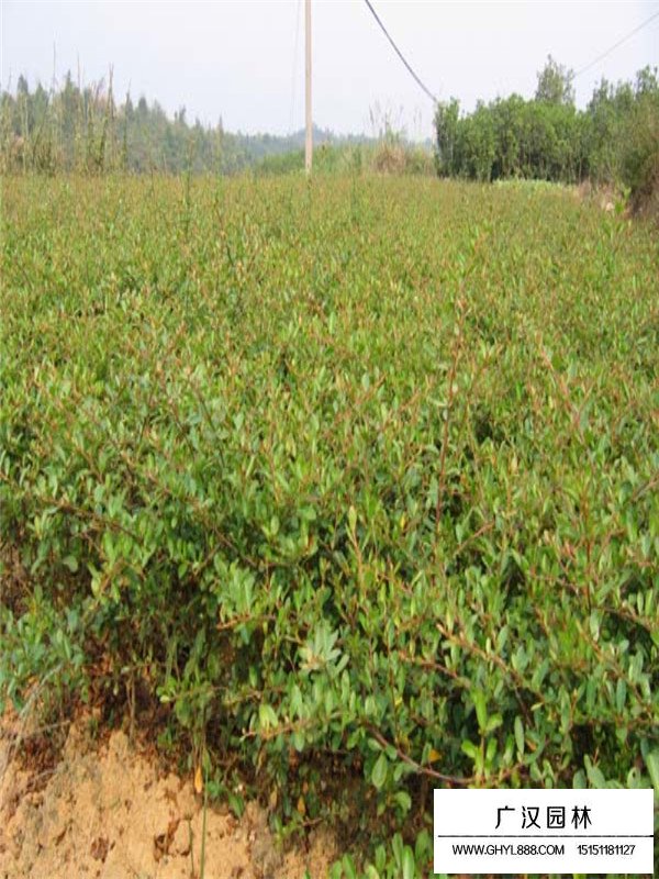 不同冠幅火棘苗價格(圖4)