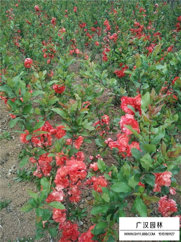 貼梗海棠有哪些種植方法(圖1)