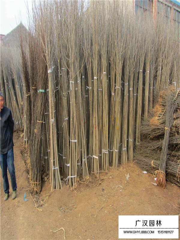 速生白蠟扦插技術(shù)(圖2)