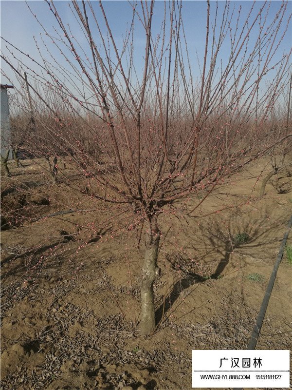 紅葉碧桃幼苗的繁殖技術(shù)(圖2)