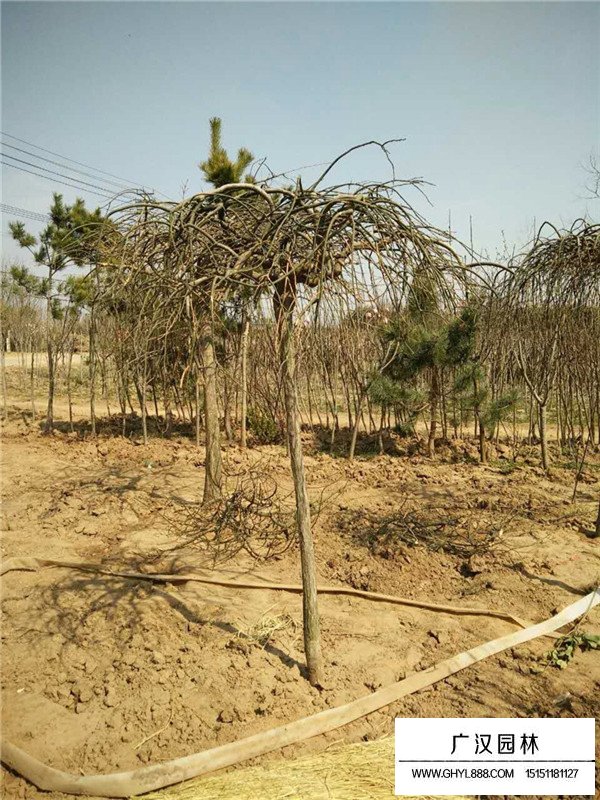 不同米徑垂槐的價(jià)格(圖1)