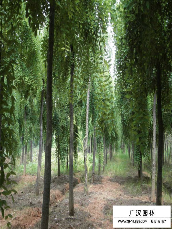 不同米徑垂槐的價(jià)格(圖3)