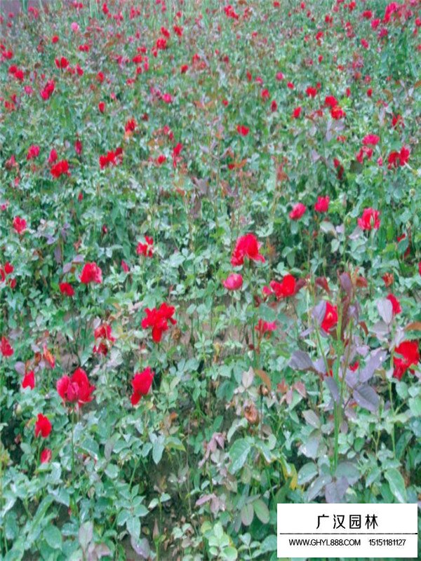 豐花月季的培育注意事項(圖1)