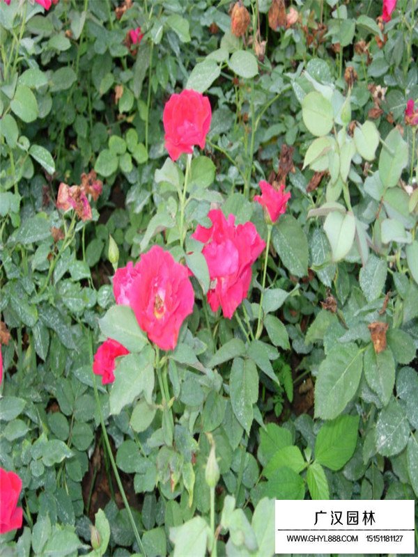 豐花月季的培育注意事項(圖2)