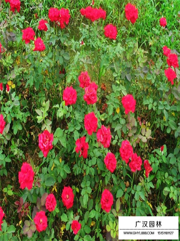 豐花月季的培育注意事項(圖4)