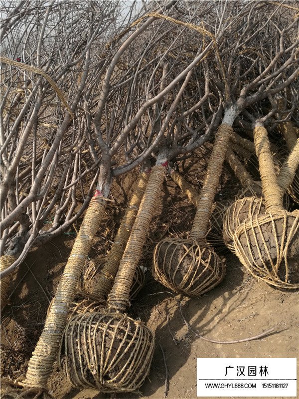 日本晚櫻的特點(圖3)