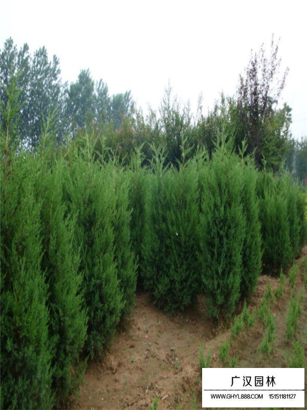 蜀檜苗的種植技術(shù)(圖2)