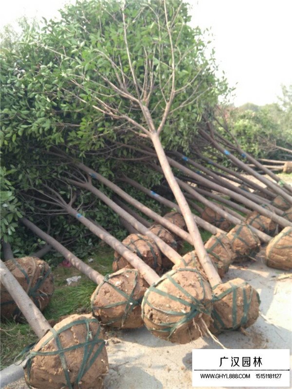 石楠樹的綠化價值(圖1)