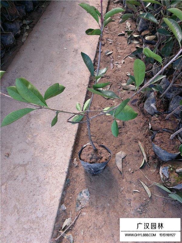 紅葉石楠杯苗的培育技術(shù)(圖1)