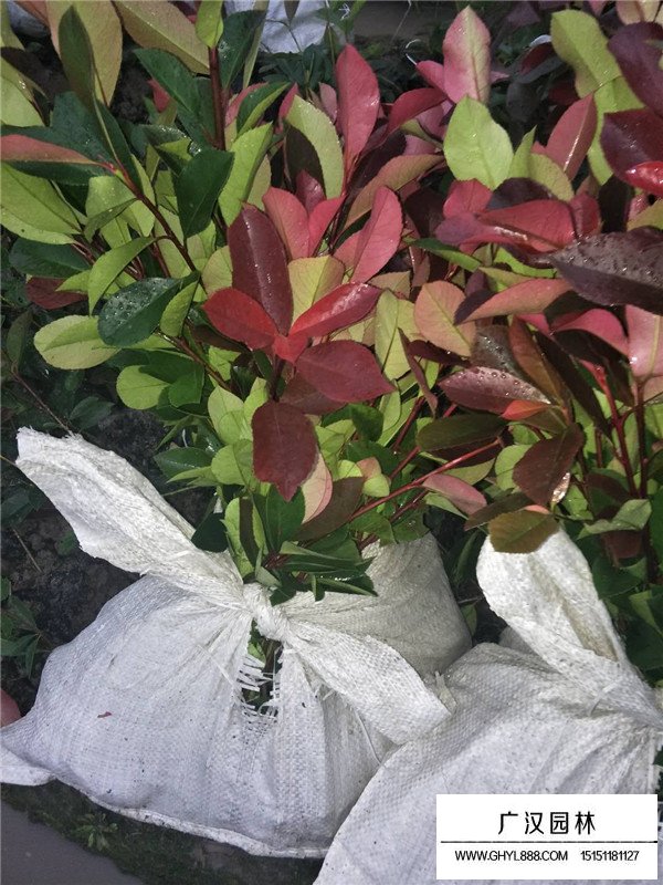 紅葉石楠杯苗的培育技術(shù)(圖2)