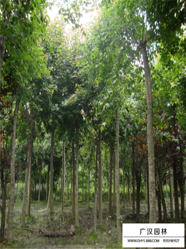 三角楓適合做盆景嗎(圖1)