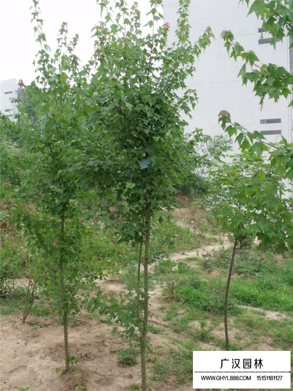 三角楓適合做盆景嗎(圖2)