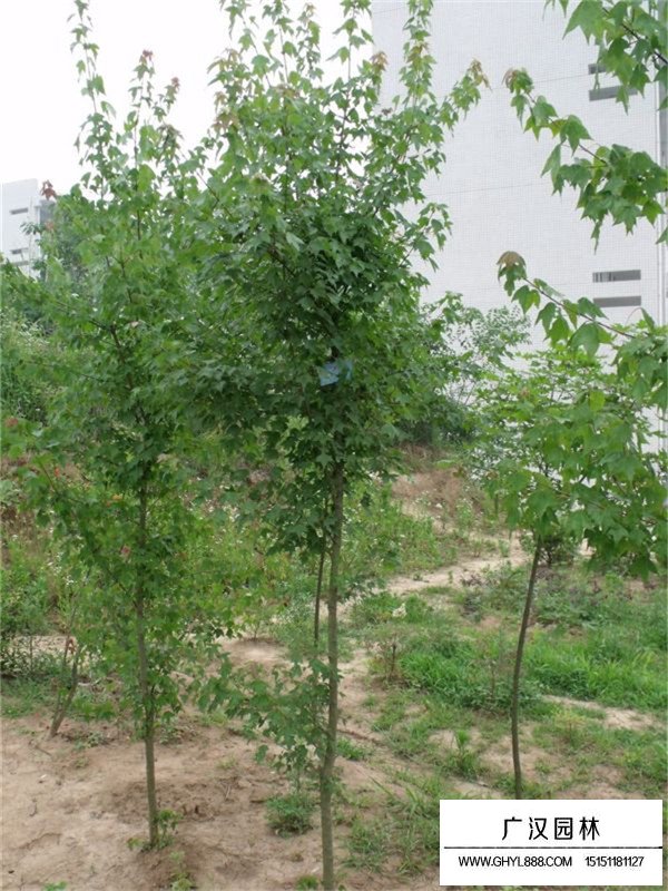 三角楓適合做盆景嗎(圖4)