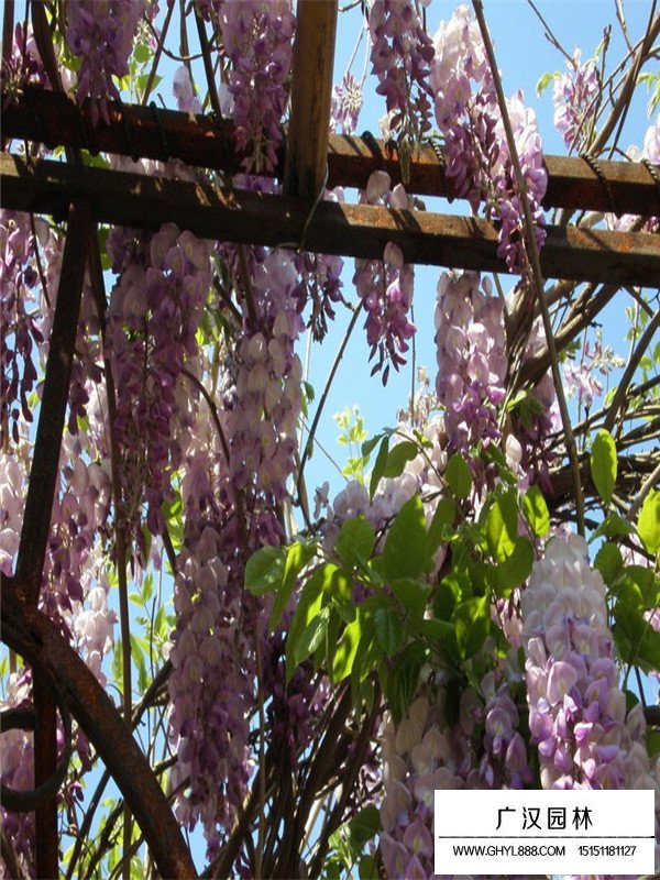 紫藤幼苗的扦插方法(圖2)