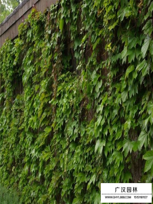 五葉地錦的扦插法(圖1)