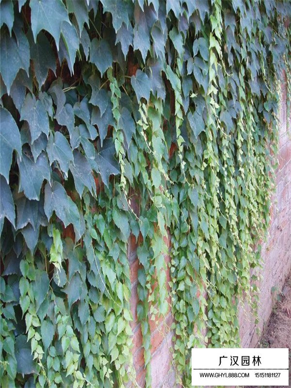 五葉地錦的扦插法(圖3)