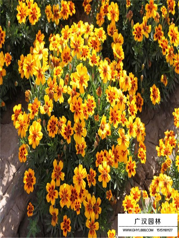 孔雀草的市場(chǎng)價(jià)(圖1)