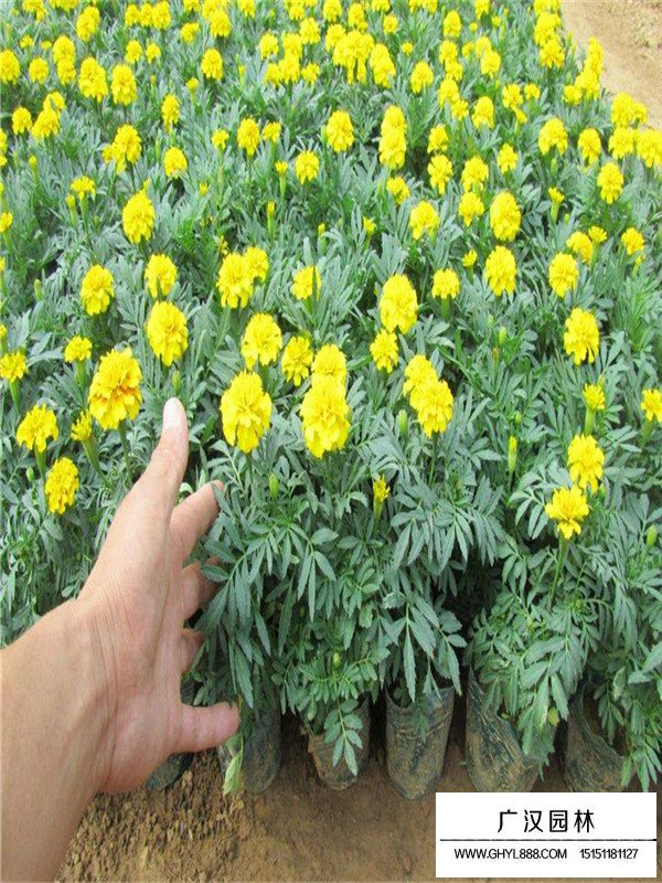 孔雀草的市場(chǎng)價(jià)(圖3)