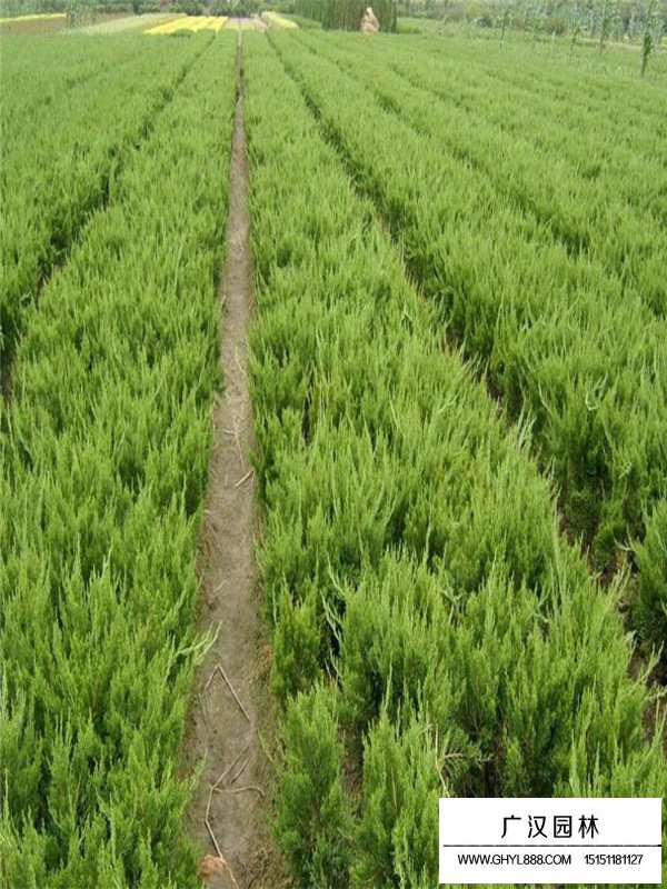 龍柏的生存環(huán)境(圖3)