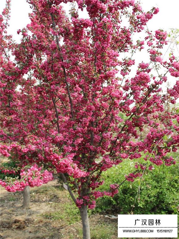 不同規(guī)格絢麗海棠價格(圖2)