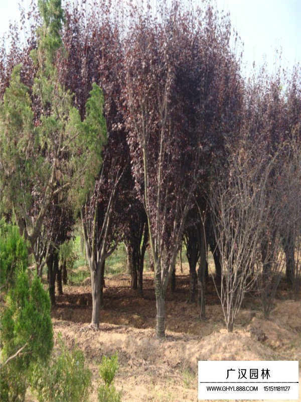 不同直徑紫葉李價格(圖3)